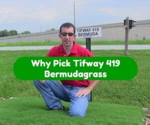 Why Pick Tifway 419 Bermudagrass